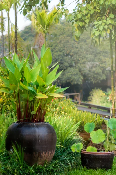 瓶の中の植物と緑豊かな庭園 — ストック写真