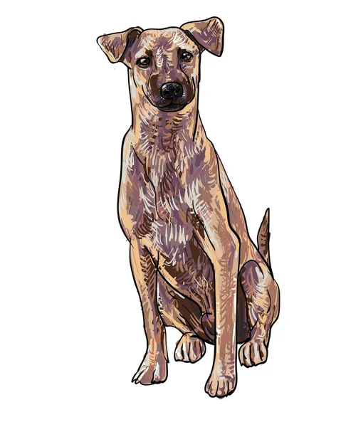 Perro marrón sentado — Vector de stock