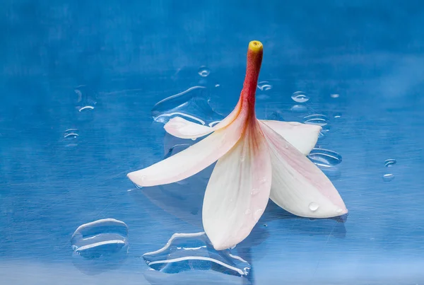 Turn over white Plumeria flower — Stock Photo, Image