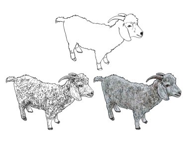 tiftik keçi vektör