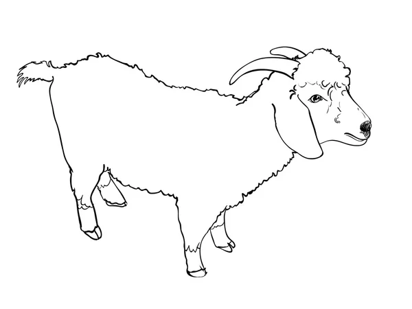 Angora goat-vector — Stock Vector