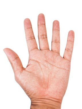 erkek palm el