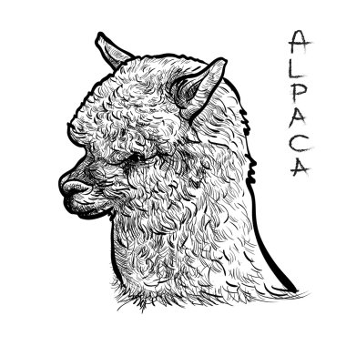 Alapca