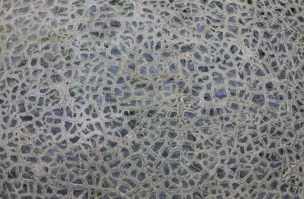 Текстура раковины дыни — стоковое фото