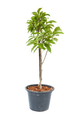 Beyaz champaka bitki saksı içinde