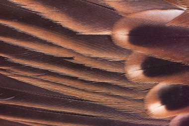 serçenin için tüy kadar yakın