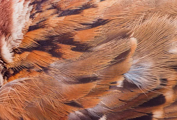 Close up feather of sparrow for — Stock Photo, Image