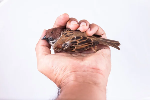 Halál a test Sparrow a kezében — Stock Fotó