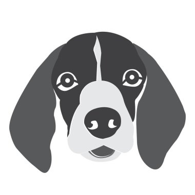 Çok güzel beagle köpek siyah arka plan üzerine portresi