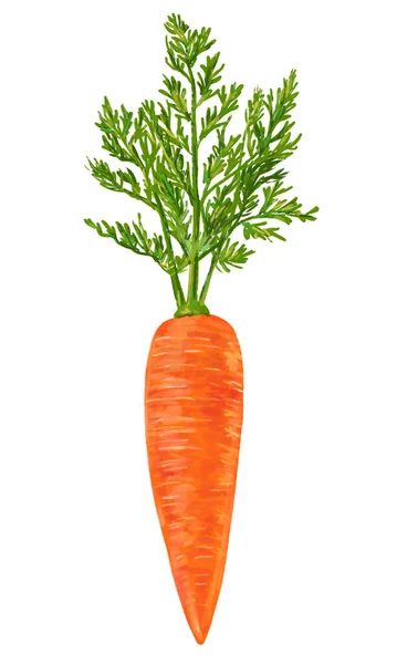 Zanahoria Aislada Blanco Ilustración — Foto de Stock