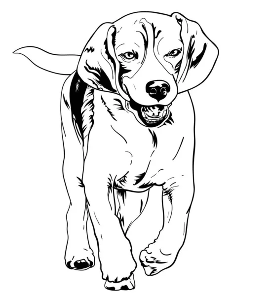 Zeichnung Des Laufenden Beagle Vektorillustration — Stockvektor