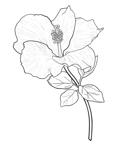 Beyaz Arka Planda Izole Edilmiş Hibiscus Çiçeği Çizimi Vektör Illüstrasyonu — Stok Vektör