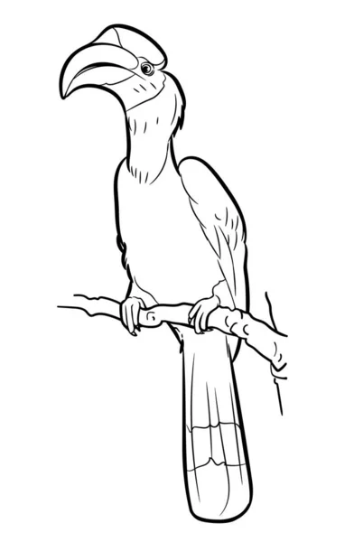 Desenho Great Hornbill Bird Hold Galho Ilustração Vetorial — Vetor de Stock