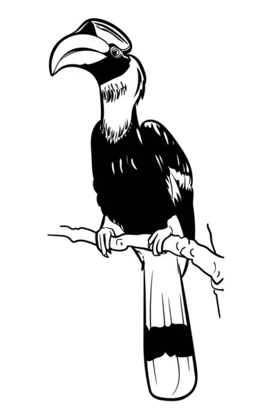 Desenho Great Hornbill Bird Hold Galho Ilustração Vetorial — Vetor de Stock