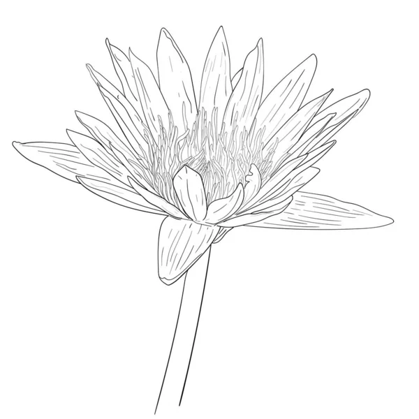Rysunek Kwiatu Lotosu Ilustracja Wektora — Wektor stockowy