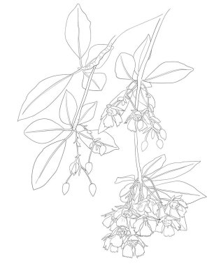 Peri çiçeğinin çizimi, vektör illüstrasyonu.