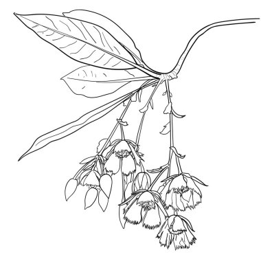 Peri çiçeğinin çizimi, vektör illüstrasyonu.