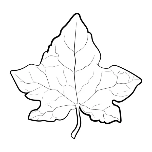 Dessin Feuilles Isolées Sur Blanc Illustration Vectorielle — Image vectorielle