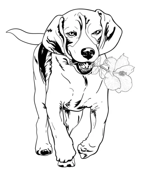 Ritning Beagle Hålla Blommor Körning Vektor Illustration — Stock vektor