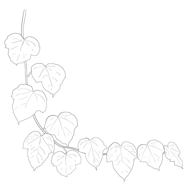 Beyaz Arkaplanda Yalıtılmış Sarmaşık Yaprakları Çizimi Vektör Illüstrasyonu — Stok Vektör