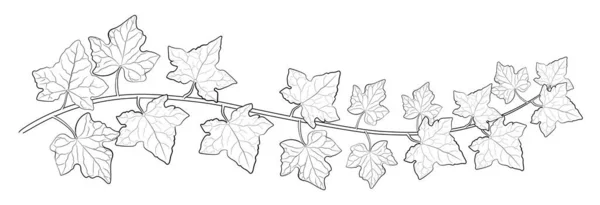 Рисунок Плюща Листья Изолированы Белом Фоне Векторная Иллюстрация — стоковый вектор