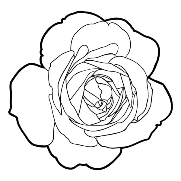 Drawing Rose Flower Isolated White Background Vector Illustration — Stock Vector