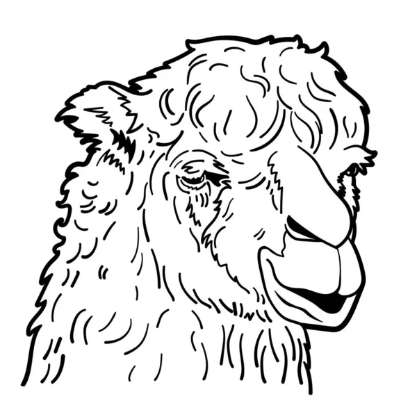 Drawing Alpaca Portrait Hand Drawn Sketch Vector Illustration — Stock Vector