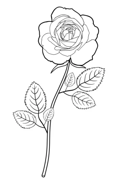 Zeichnung Einer Rosenblüte Mit Blättern Handgezeichnete Skizze Vektorillustration — Stockvektor