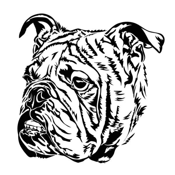 English Bulldog Portrait Drawing Black Silhouette White Vector Illustration — Image vectorielle