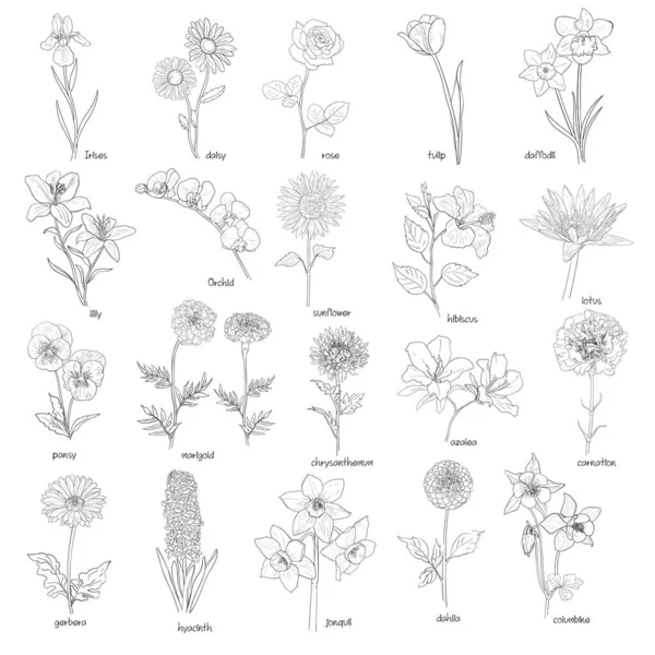 Flora Set Hand Drawn Flowers Black White Vector Illustration — 图库矢量图片
