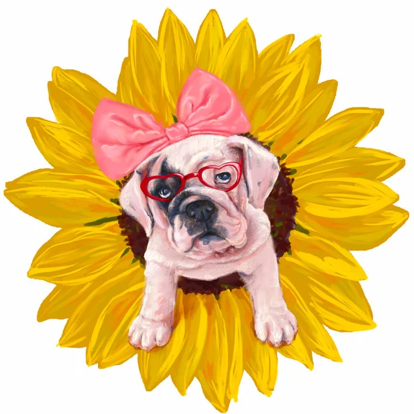 French Bulldog Wearing Pink Headband Glasses Emerges Yellow Blooming Sunflower — Stock Photo, Image