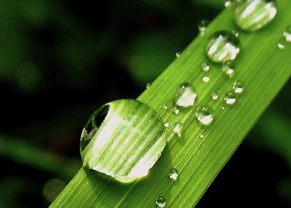 Drops in the garden — Stock Photo, Image