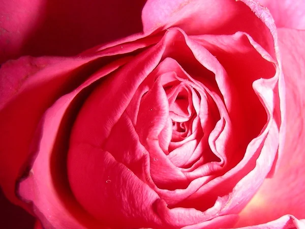 Little rose — Stock Photo, Image