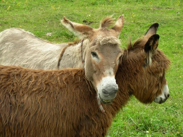 Donkyes — Stock fotografie