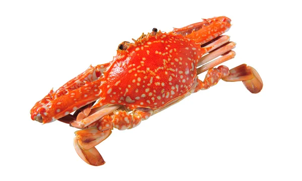 Red steamed blue crab isolated on white background — Stock Photo, Image