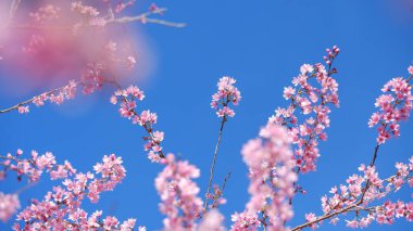 Güzel pembe kiraz çiçekleri (Sakura) Japonya 'daki mavi gökyüzü arka planında sabah ferahlatıcı.