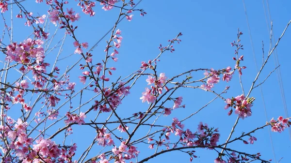 Piękne Różowe Kwiaty Wiśni Sakura Orzeźwiającym Rankiem Tle Błękitnego Nieba — Zdjęcie stockowe