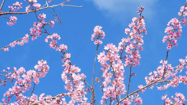 Piękne Różowe Kwiaty Wiśni Sakura Orzeźwiającym Rankiem Tle Błękitnego Nieba — Zdjęcie stockowe