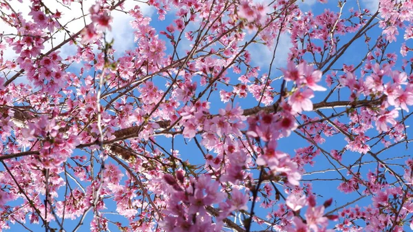 Hermosas Flores Cerezo Rosado Sakura Con Refrescante Por Mañana Fondo —  Fotos de Stock