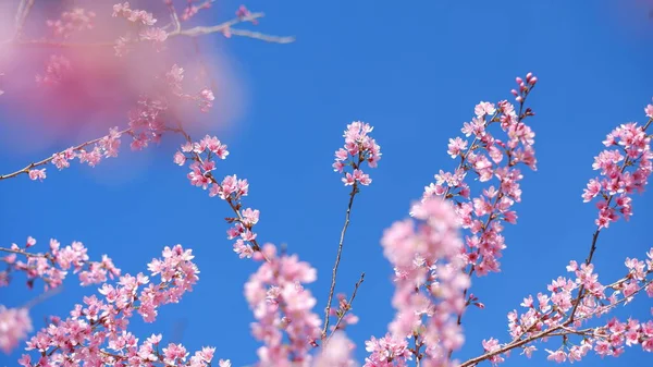 Piękne Różowe Kwiaty Wiśni Sakura Orzeźwiającym Rankiem Tle Błękitnego Nieba — Zdjęcie stockowe