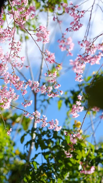 日本の青空を背景に朝の爽やかなピンクの桜 — ストック写真