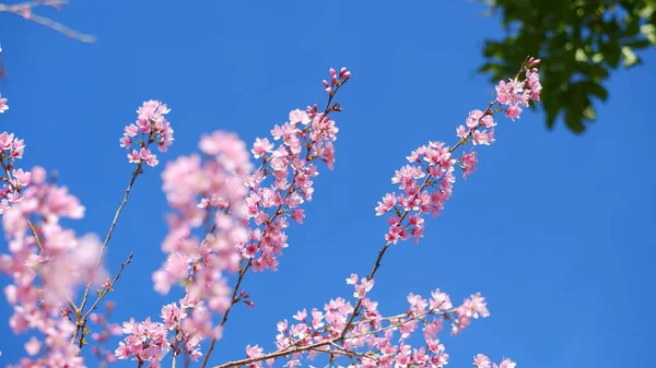 Piękne Różowe Kwiaty Wiśni Sakura Orzeźwiającym Rankiem Tle Błękitnego Nieba — Zdjęcie stockowe