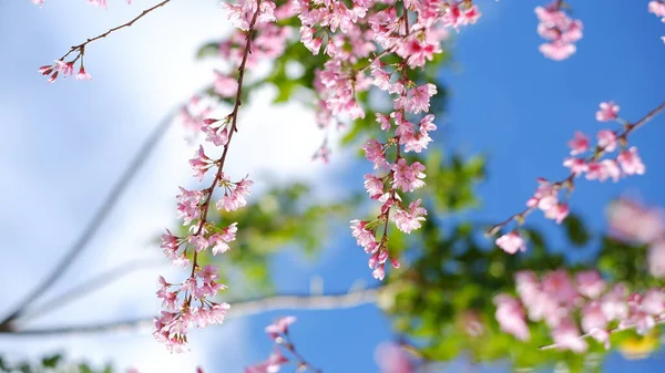 Piękne Różowe Kwiaty Wiśni Sakura Orzeźwiającym Rankiem Tle Błękitnego Nieba — Zdjęcie stockowe
