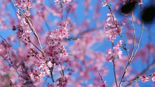 Hermosas Flores Cerezo Rosado Sakura Con Refrescante Por Mañana Fondo —  Fotos de Stock