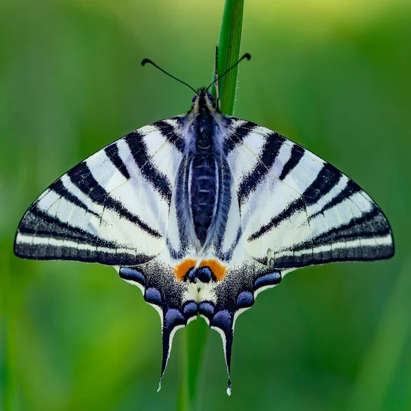 Ластівка метелик на зеленому фоні трави — стокове фото
