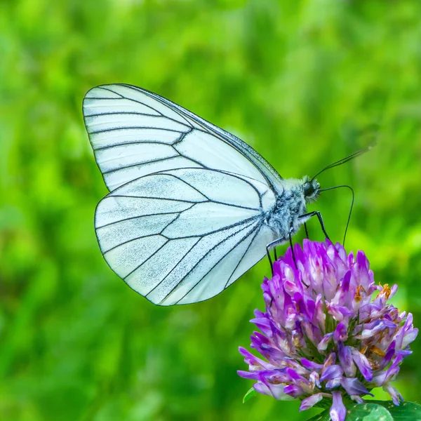 Метелик білий на фіолетовому квітковому зеленому фоні — стокове фото