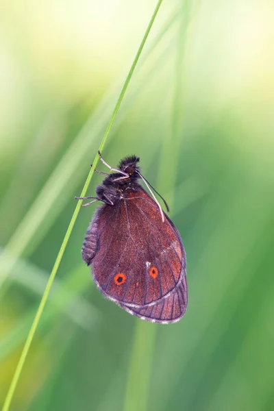 Метелик зелена природа крупним планом фото зелений фон — стокове фото