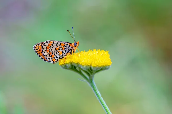 Kelebek çiçeği sarısı fotoğraf yeşili arkaplanı kapat — Stok fotoğraf