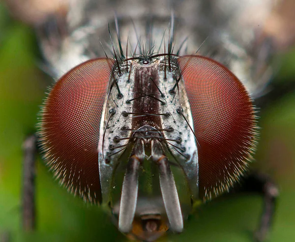 Super tiro macro de uma mosca fundo verde — Fotografia de Stock