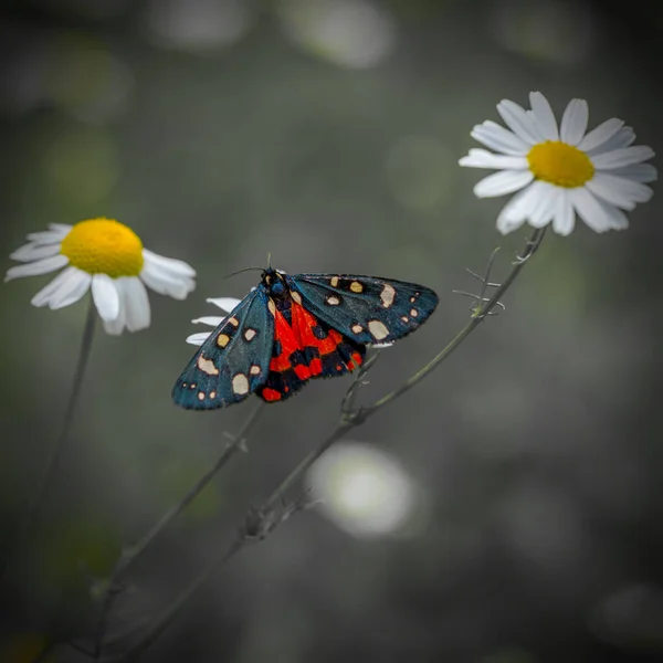 Çiçek yeşili arka planda siyah beyaz kelebek — Stok fotoğraf